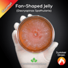 Fan-shaped Jelly (Dacryopinax Spathularia) Live Mycelium Mushroom Culture Spawn Seed