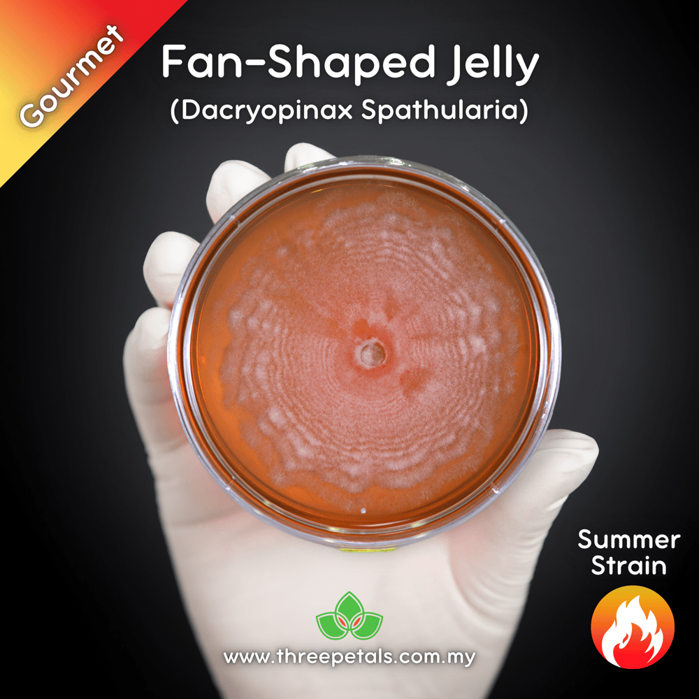 Fan-shaped Jelly (Dacryopinax Spathularia) Live Mycelium Mushroom Culture Spawn Seed