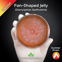 Image 1 of Fan-shaped Jelly (Dacryopinax Spathularia) Live Mycelium Mushroom Culture Spawn Seed