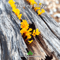 Image 2 of Fan-shaped Jelly (Dacryopinax Spathularia) Live Mycelium Mushroom Culture Spawn Seed