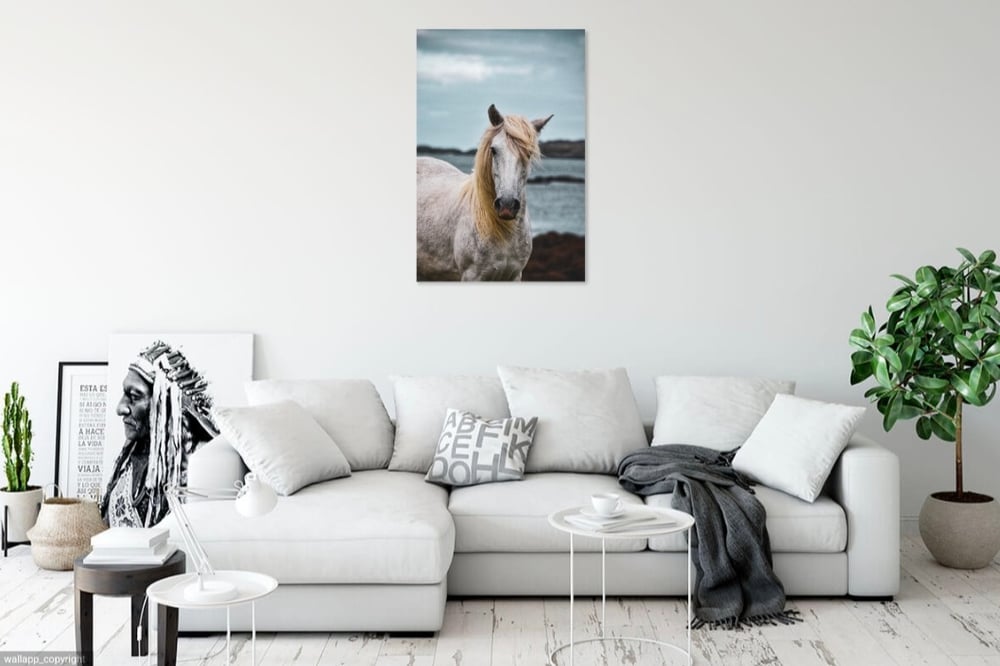 Image of Eriskay Pony
