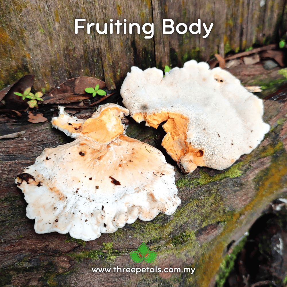 White Cheese (Tyromyces Sp.) Live Mycelium Mushroom Culture Spawn Seed