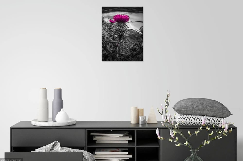 Image of Scottish Thistle 