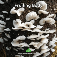 Image 3 of Ghost's Ear (Neonothopanus Nambi) Live Mycelium Mushroom Culture Spawn Seed