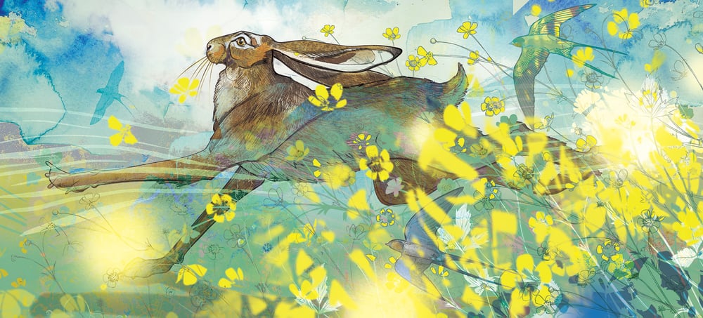 Image of High Summer Hare