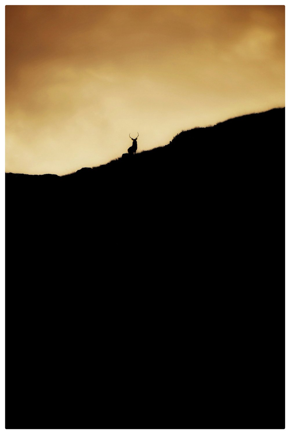 Image of Stag at Sunset 