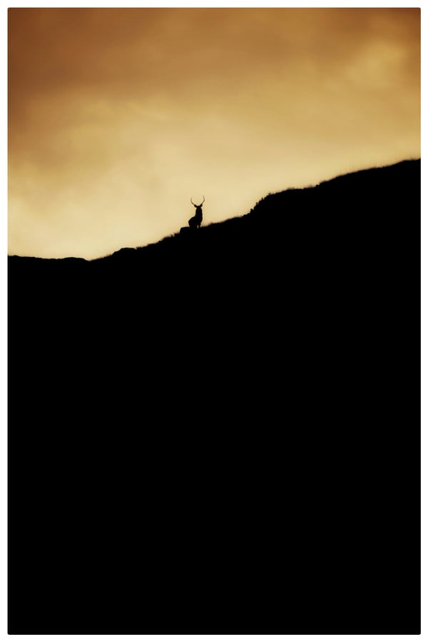 Image of Stag at Sunset 