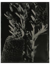 Image 1 of Banksia marginata (yellow banksia)