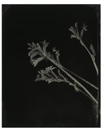 Image 1 of Anigozanthos (red kangaroo paw)