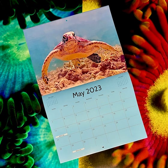 Image of Coral City Camera 2023 Calendar