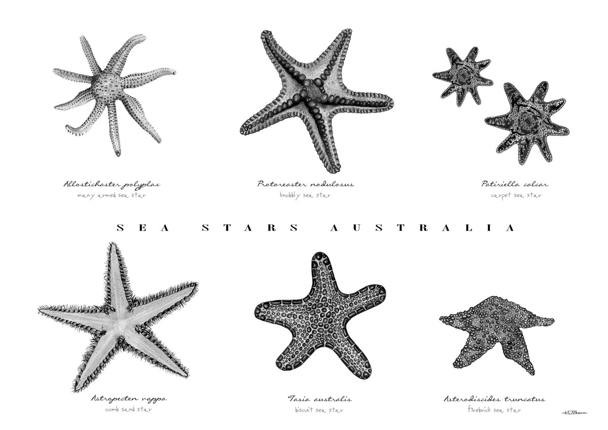 White Thorny Starfish - Knobby Sea Stars - Bumpy Star - California