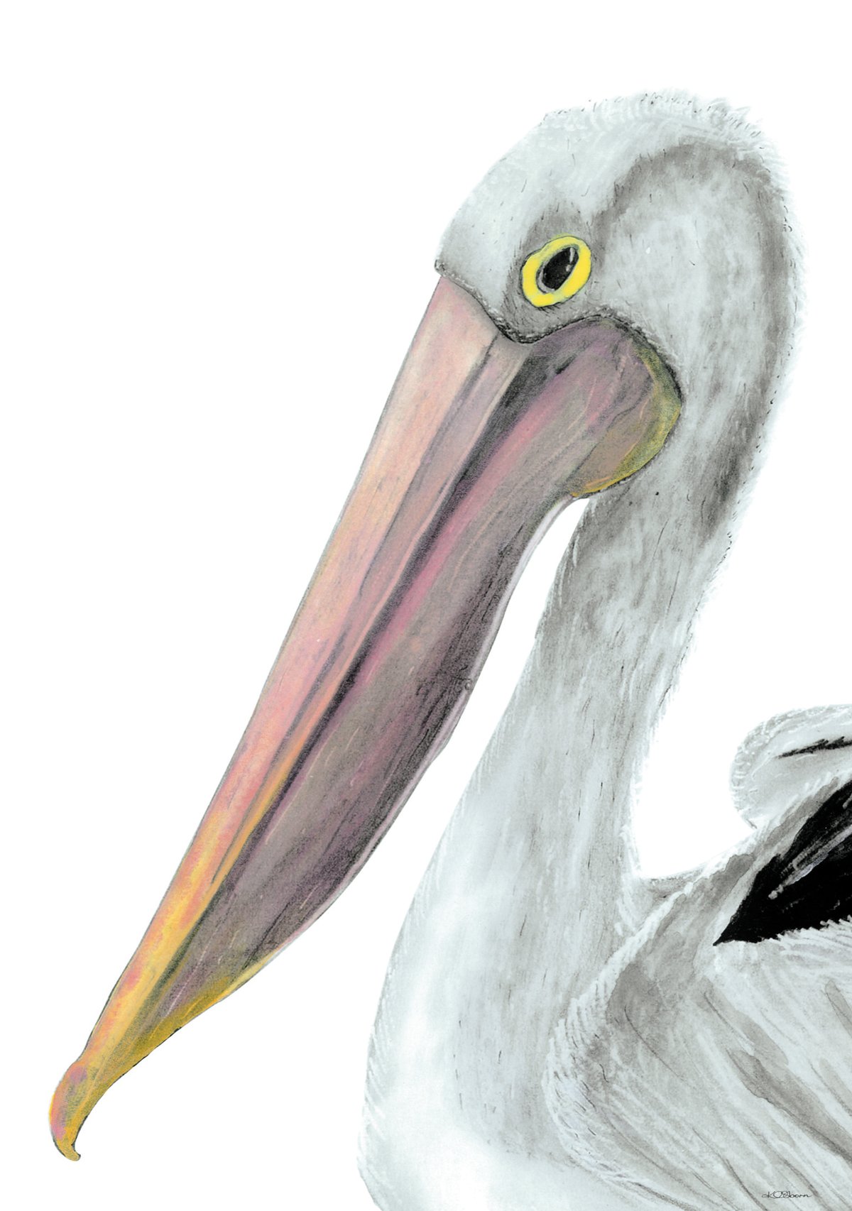 Image of Pelican Bill