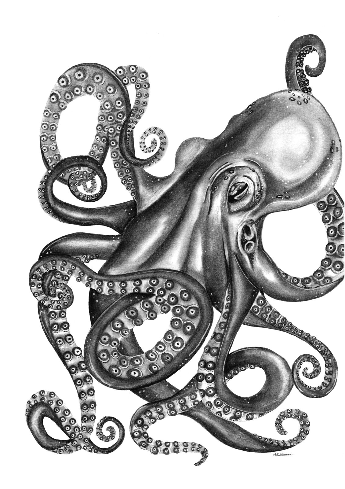 Realistic Octopus Drawing on White Background Stock Illustration -  Illustration of perfect, drawing: 295333140