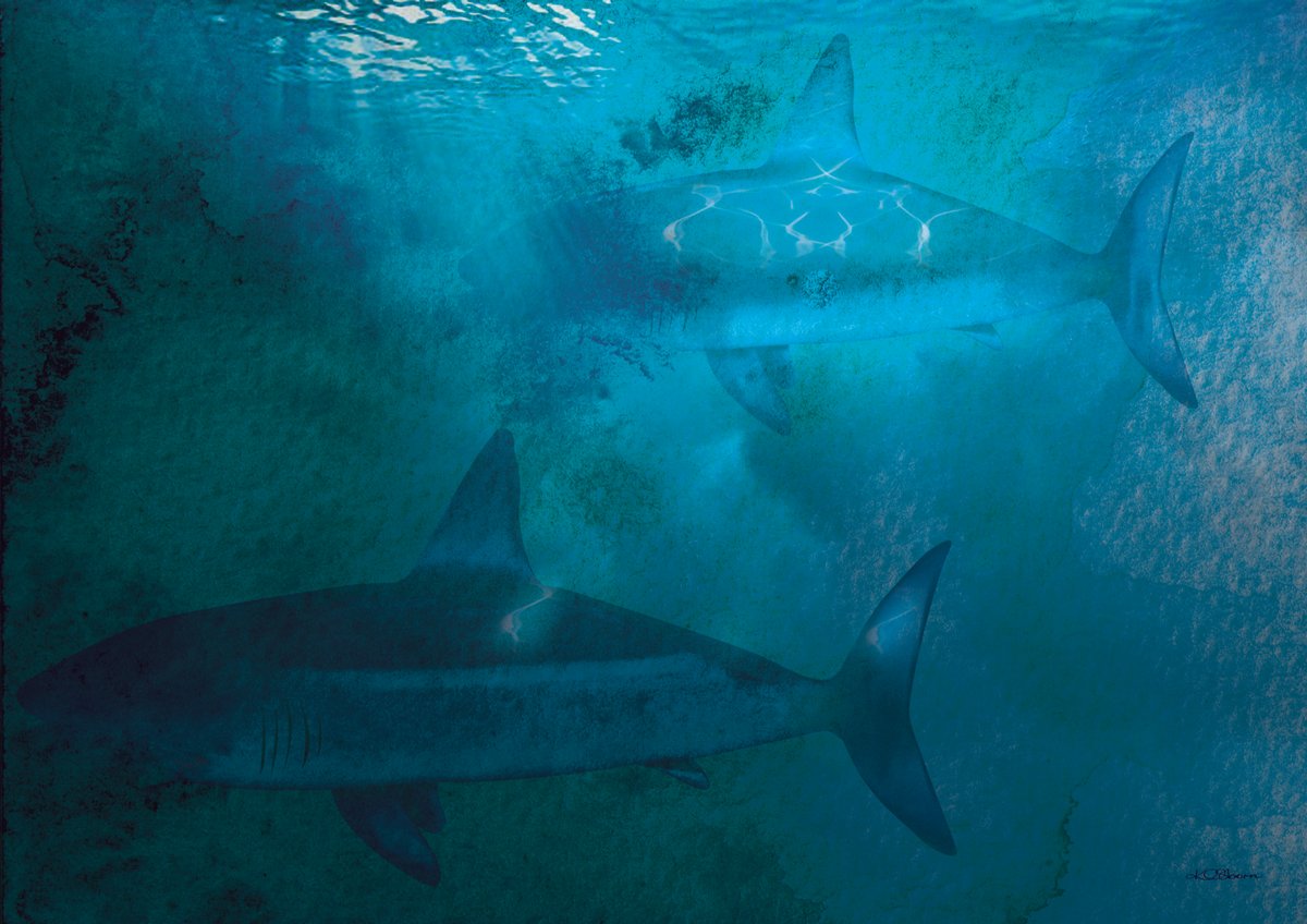 Image of Sharks