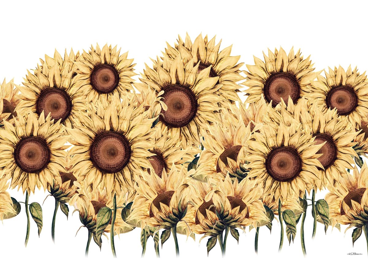 Image of Sunflowers