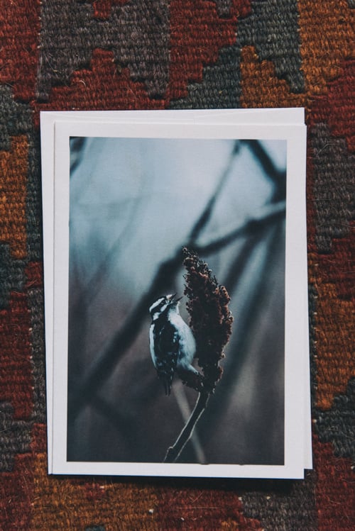 Image of downy woodpecker greeting card