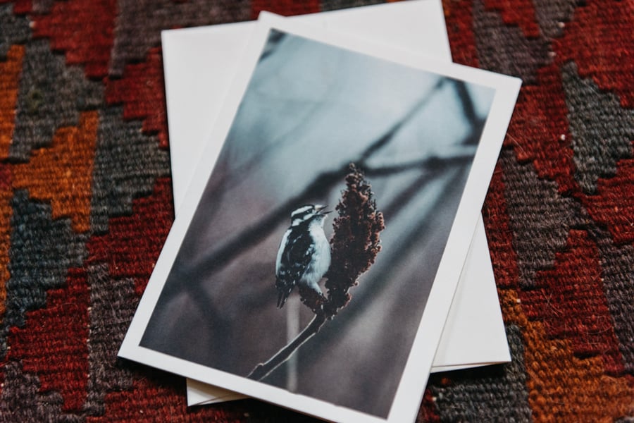Image of downy woodpecker greeting card
