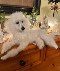 Image 1 of 12" White Poodle