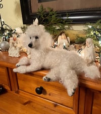 Image 3 of 12" White Poodle 