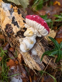 Image 1 of Baby Mushroom Dragons - Redcap