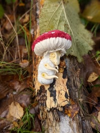 Image 3 of Baby Mushroom Dragons - Redcap