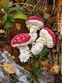 Image 5 of Baby Mushroom Dragons - Redcap