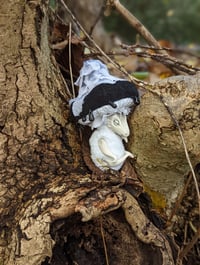 Image 4 of Baby Mushroom Dragons - Black Caps