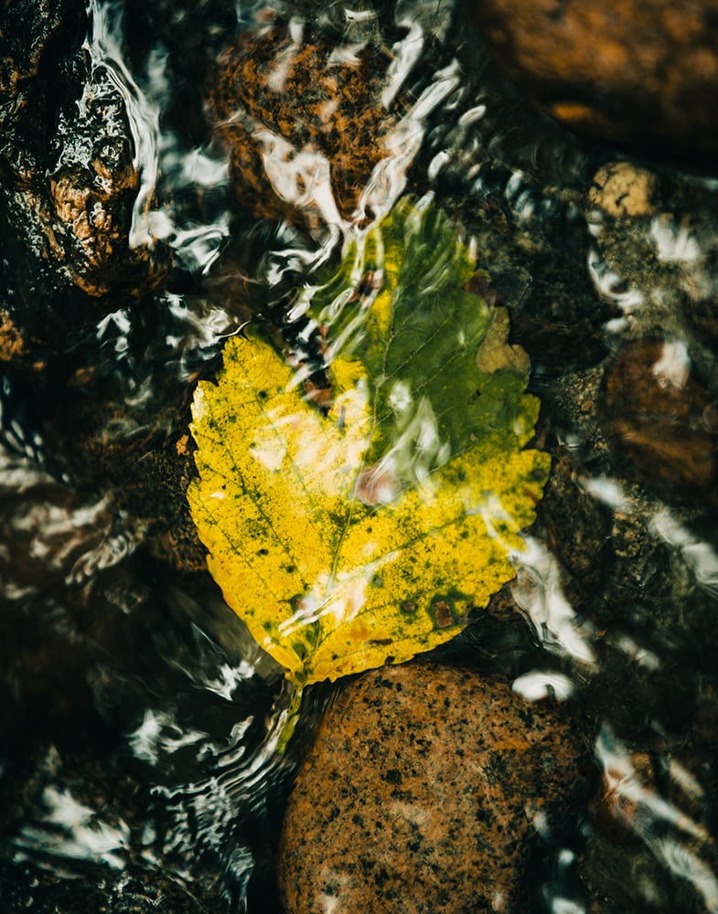 Image of Submerged