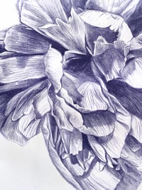 Image 4 of Peonies
