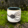 Bull Kelp Cup 