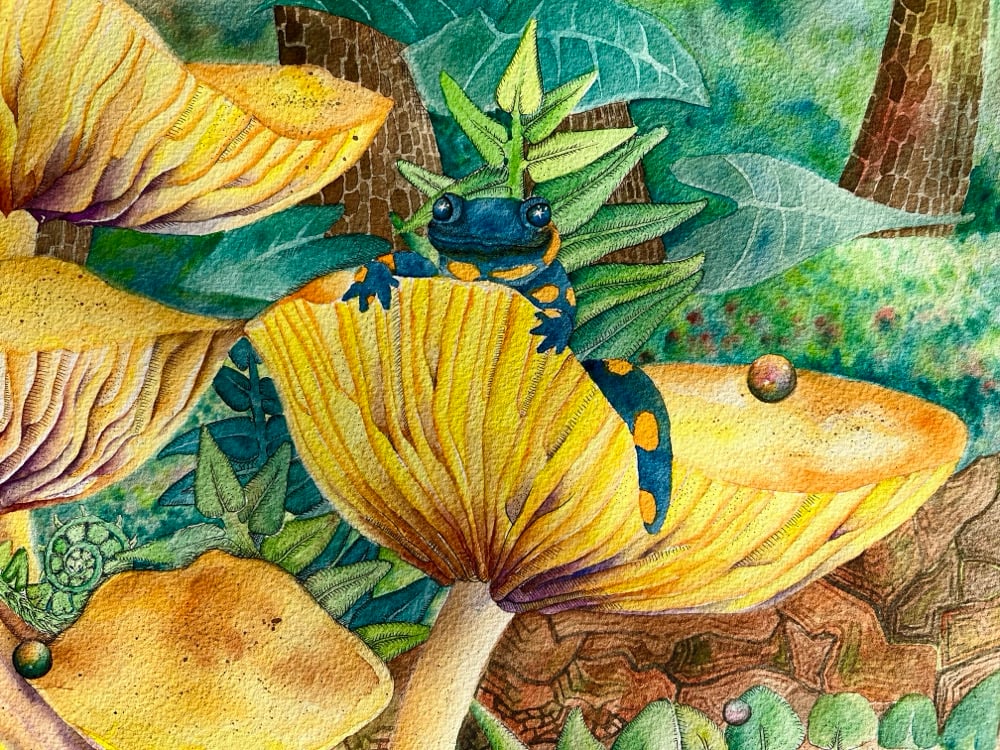 Image of Orange Mycena