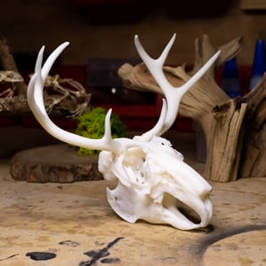 Image of Jackalope Skull (3D Resin Print)