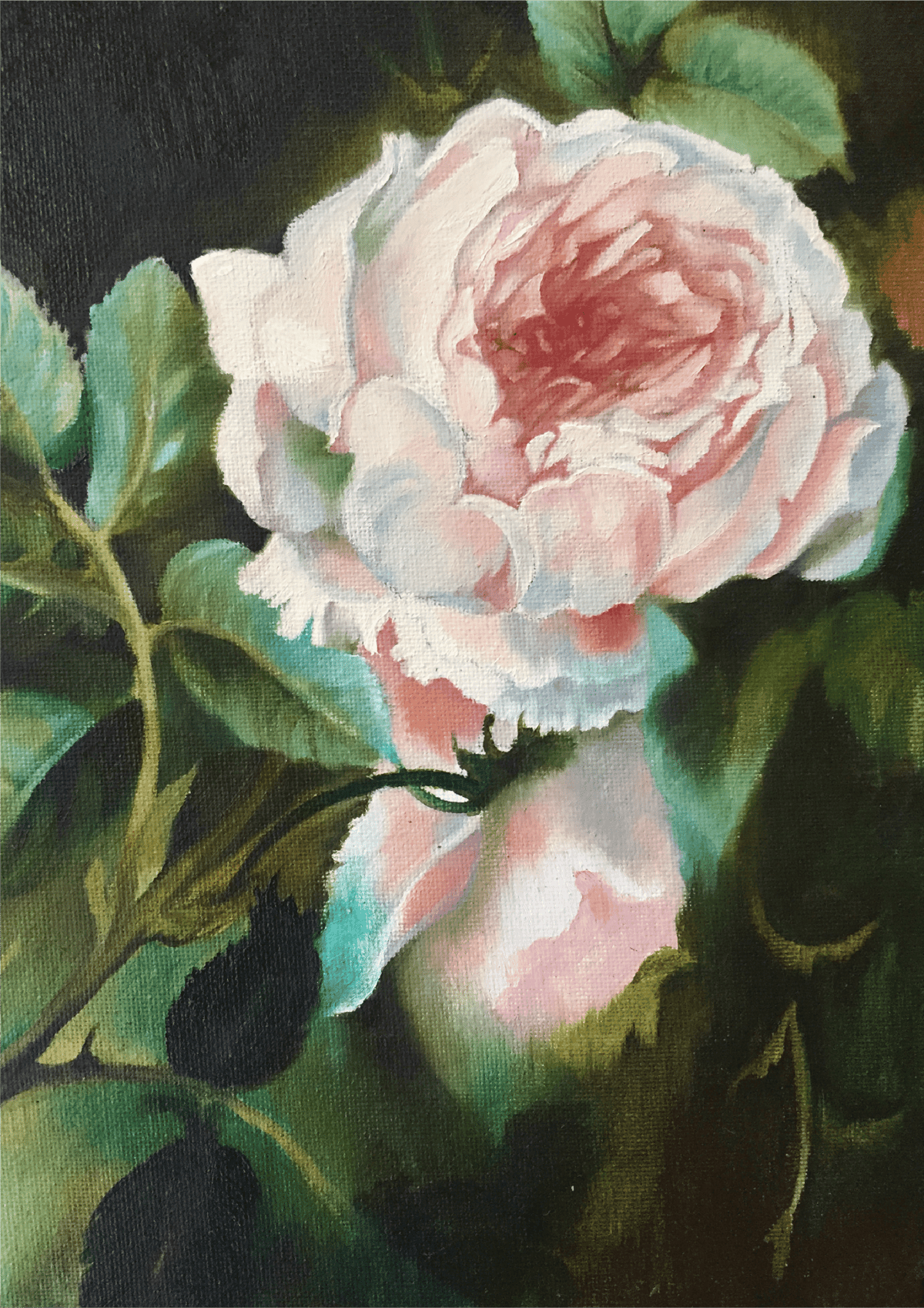 Image of Rose of Damask
