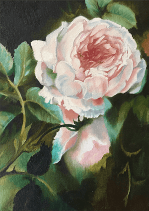 Image of Rose of Damask