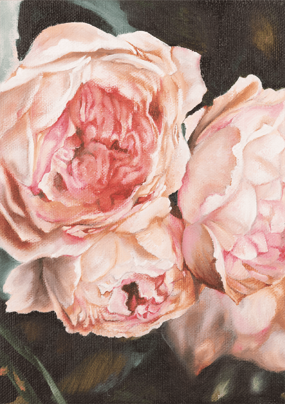Image of Roses of Venus
