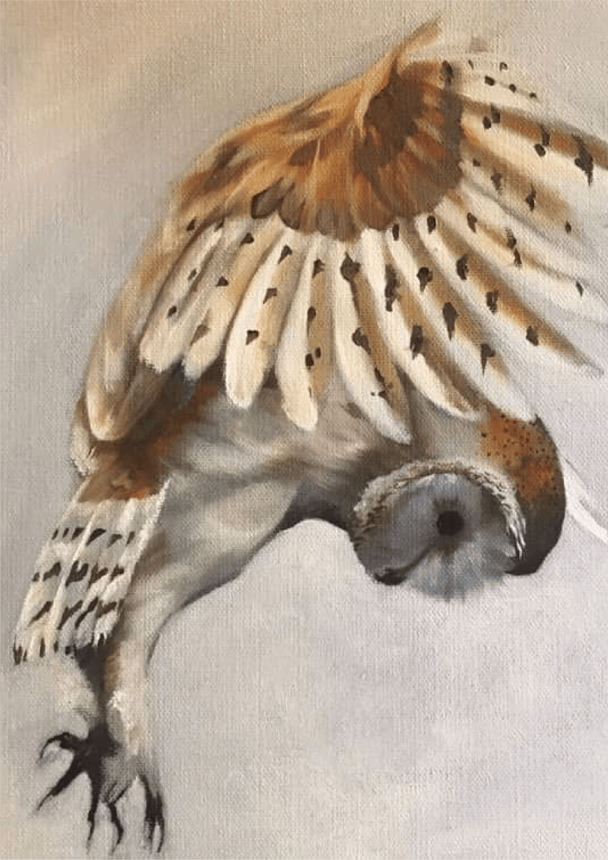 Image of Owl