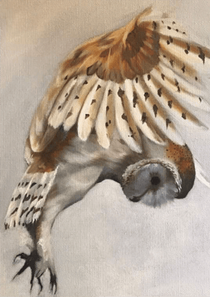 Image of Owl