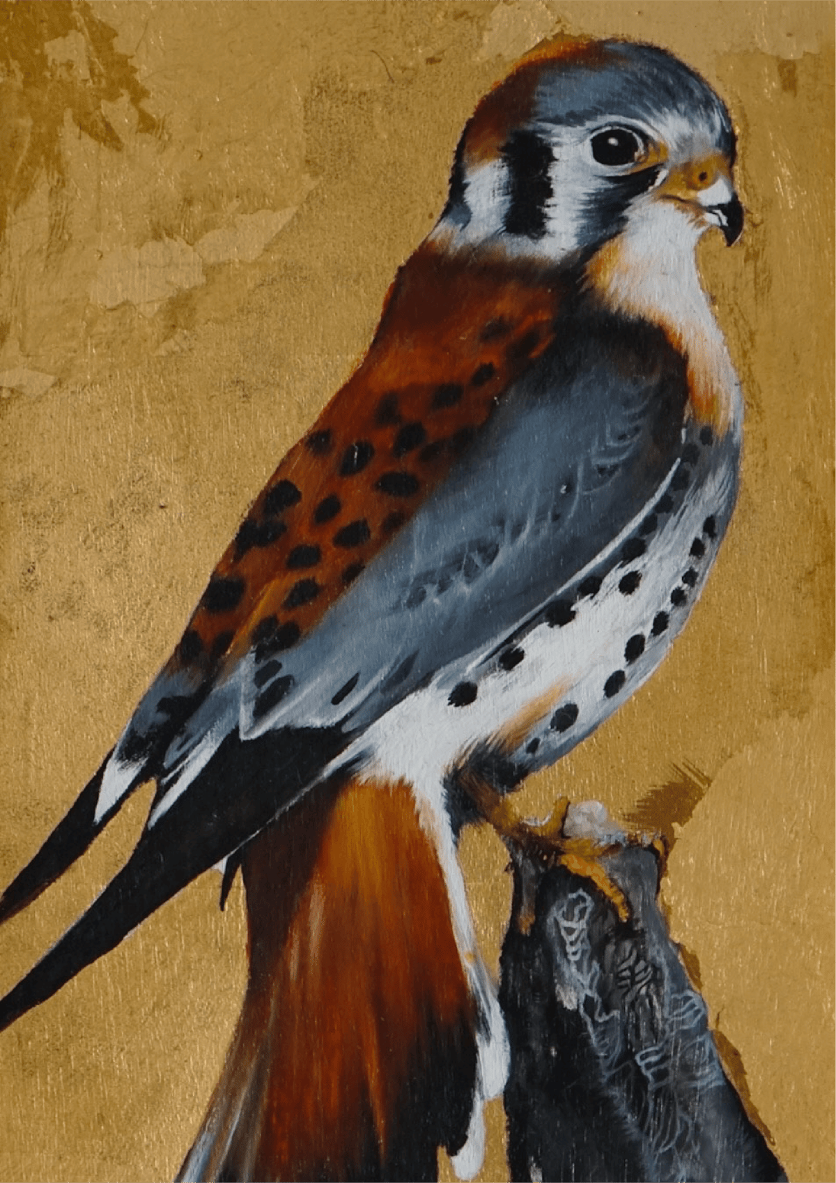 Image of Kestrel