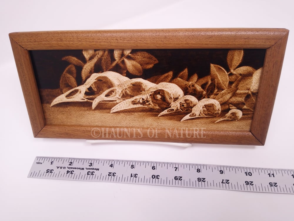 Wood Burned Bird Skull Lineup