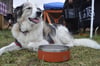 BruTrek Dog Bowl - Red Rock [4 cup]