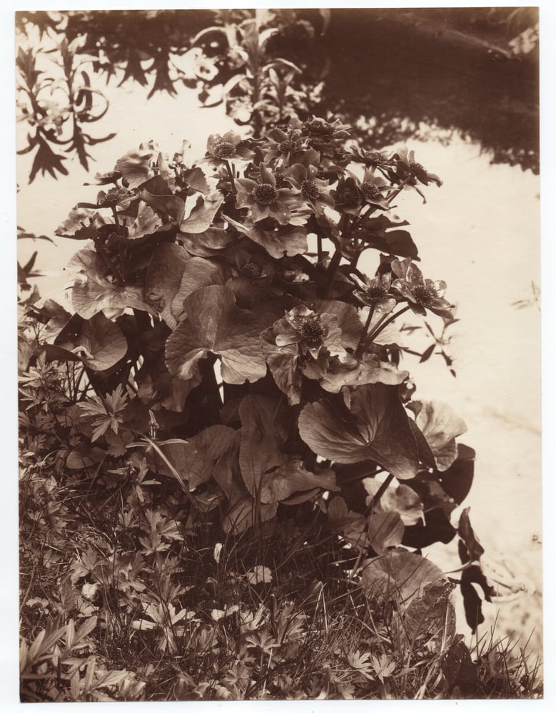 Image of Richard Tepe (attr.): study of a flower, Netherlands ca. 1920s