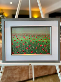 Image 3 of 'Poppy Haze'