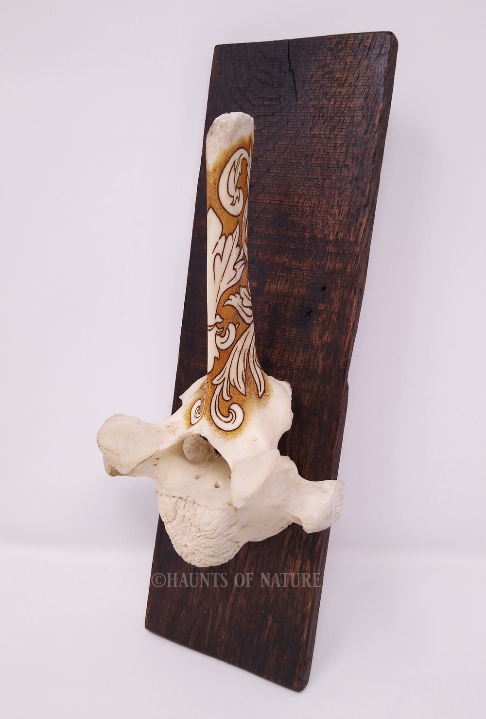 Pyrography Cow Vertebrae - Ornamental Filigree V1