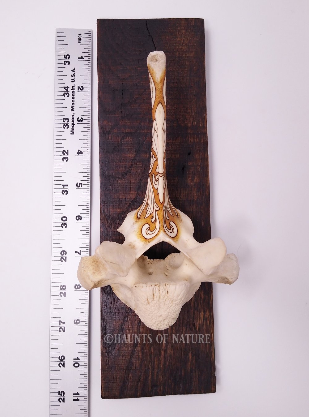 Pyrography Cow Vertebrae - Ornamental Filigree V1