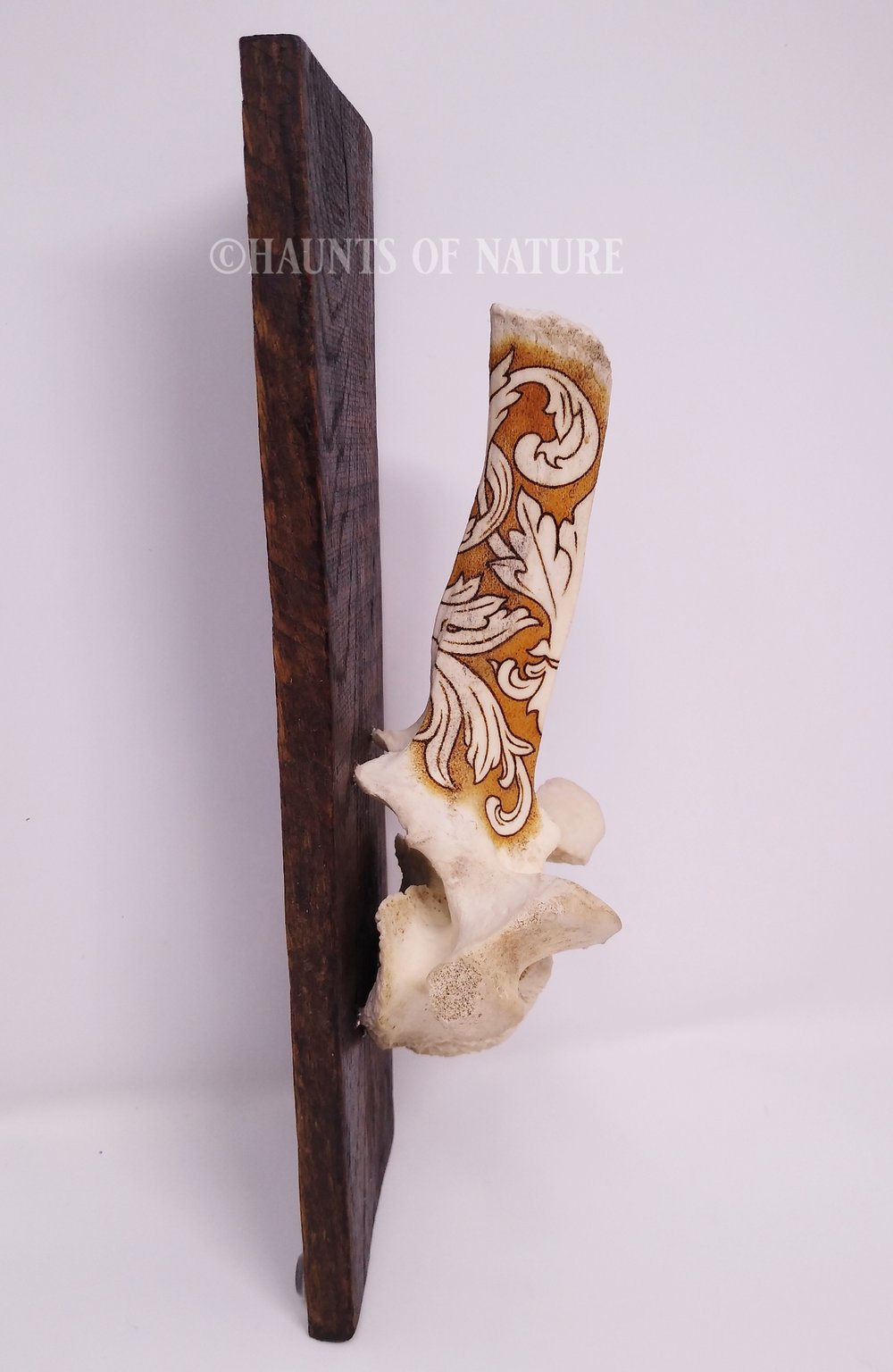 Pyrography Cow Vertebrae - Ornamental Filigree V1