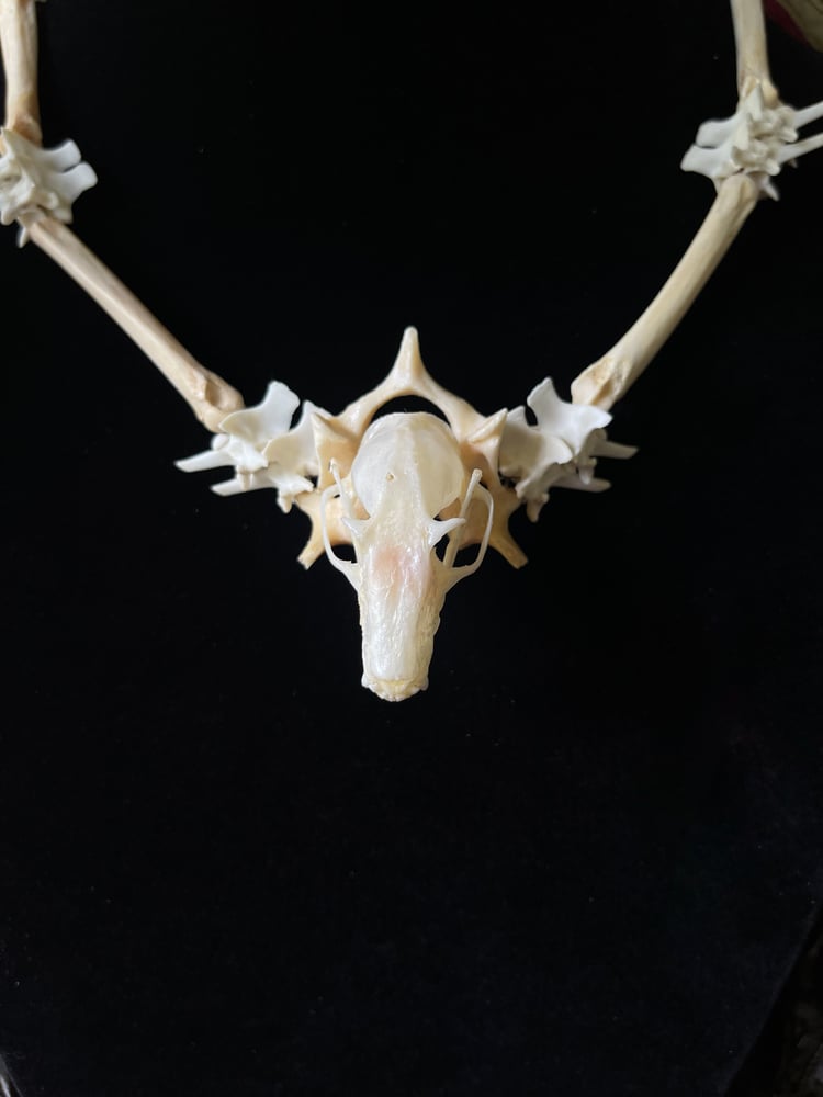 Image of Fruit Bat Skull - Necklace