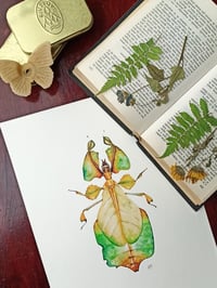 Image 4 of Leaf Insect Phyllium bioculatum Watercolor Illustration PRINT 