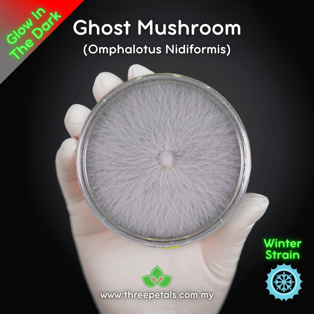 Ghost Mushroom (Omphalotus Nidiformis) Live Mycelium Mushroom Culture Spawn Seed