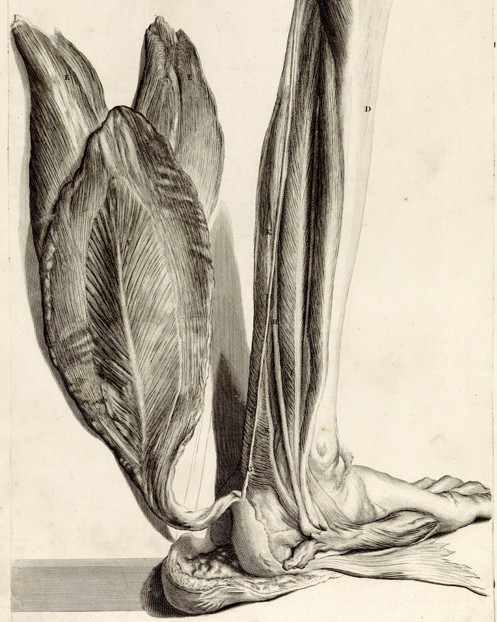 ''Anatomical study of the back of the left foot'' (1685)