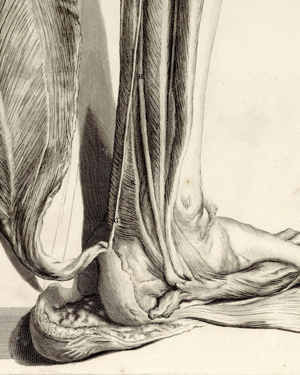 ''Anatomical study of the back of the left foot'' (1685)